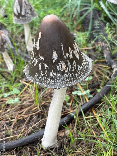 Tall Slender Wild Mushroom in Woods