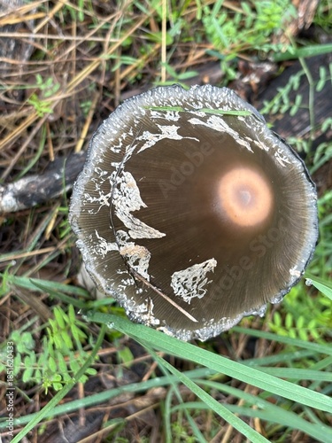 Dark Capped Mushroom with White Gills