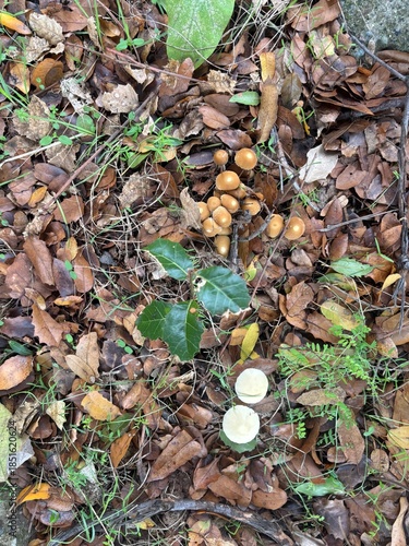 Cluster of Small Brown Wild Mushrooms
