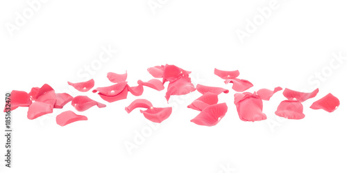 pink rose petals on transparent floor