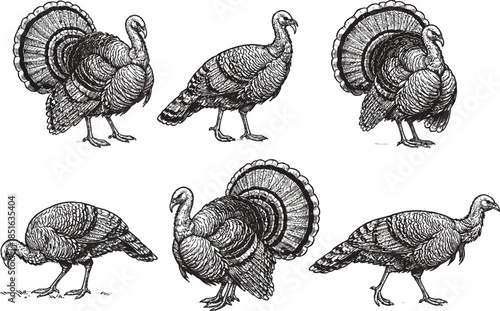 Thanksgiving Turkey Illustrations: A series of detailed illustrations, depicting the turkey, perfect for projects. Each pose showcases the bird's unique characteristics.