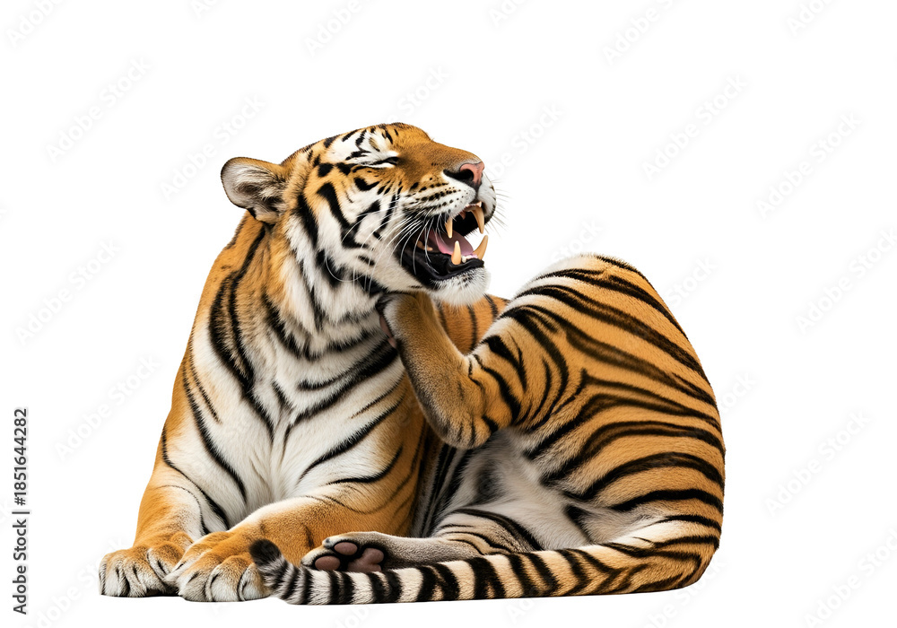 Obraz premium A tiger, with its mouth open, attentively scratches its flank against a black backdrop.