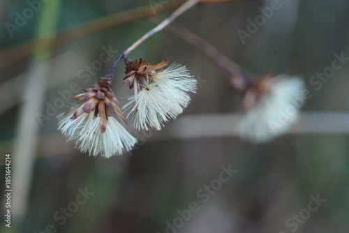 コウヤボウキの綿毛 (種子)
