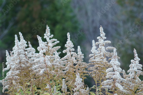 冬のセイタカアワダチソウ
