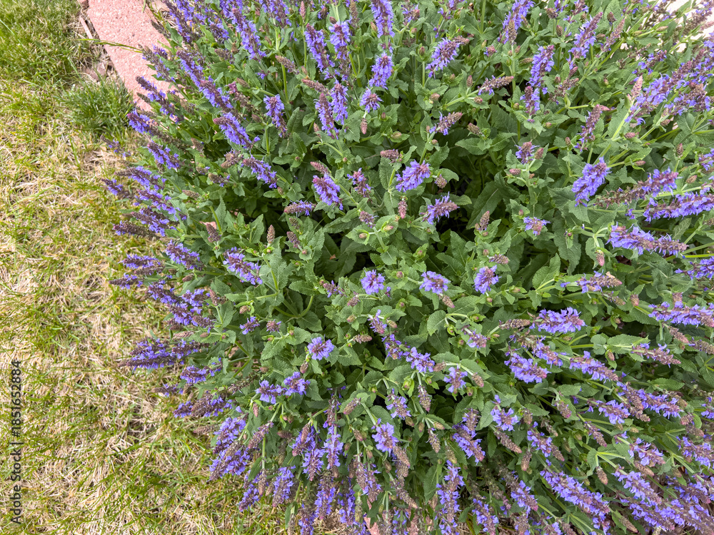 Obraz premium Top view of blooming lavender plant