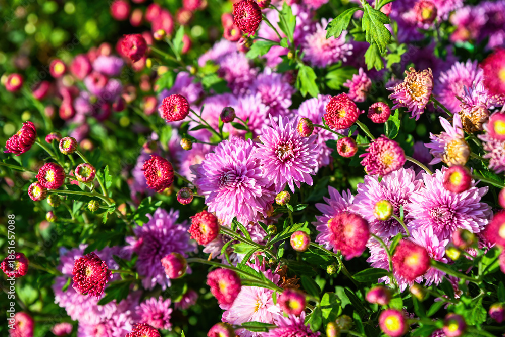 Obraz premium Blooming Korean chrysanthemum Okishor with pink purple flowers and red buds in a garden flowerbed. Lush plants growing outdoors with soft green background