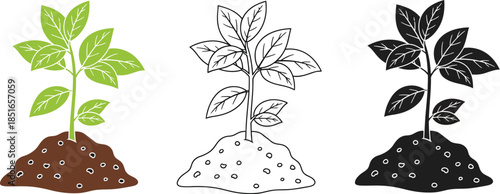Three illustrations of a young plant growing in soil, showing color, outline, and silhouette versions.