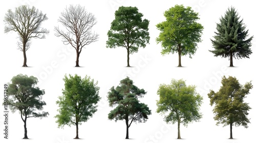 A big green oak tree with lush spring foliage and a thick wood trunk stands as a single isolated plant silhouette on a white background for nature and ecology environment concepts