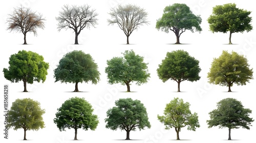 A comprehensive collection of isolated tree silhouettes and vector illustrations featuring oak, palm, and pine species with detailed branches and leaves for nature and forest environment designs