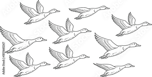 Eight Ducks Flying in a Formation birds black and white