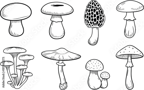 Various Mushrooms Illustrated in Black and White Line