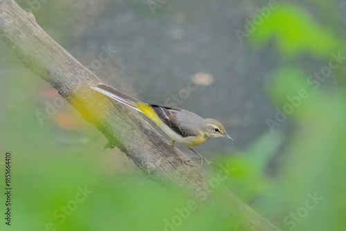 Gray Wagtail