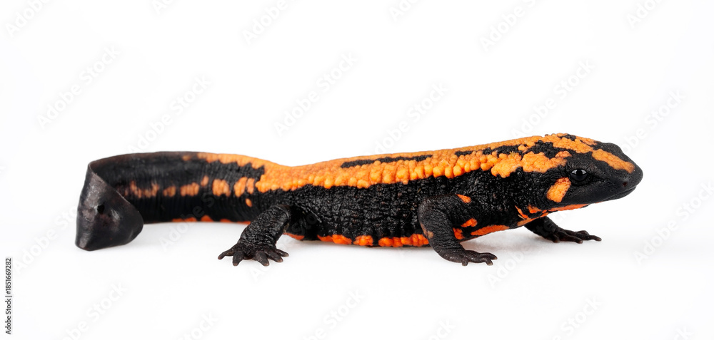 Obraz premium Laos warty newt // Laos Warzenmolch (Laotriton laoensis, Paramesotriton laoensis) - Xiangkhouang Province, Laos 