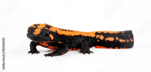 Fotografie Laos warty newt // Laos Warzenmolch (Laotriton laoensis, Paramesotriton laoensis