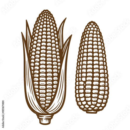 Detailed sketch illustration of fresh corn on the cob with leaves isolated on white