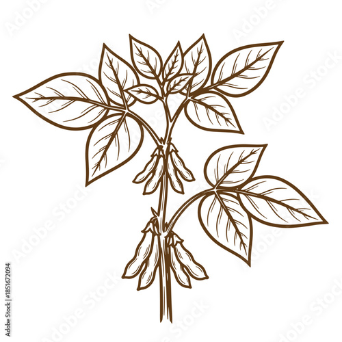 Detailed vector illustration of a soybean plant with leaves and seed pods in sketch vintage style