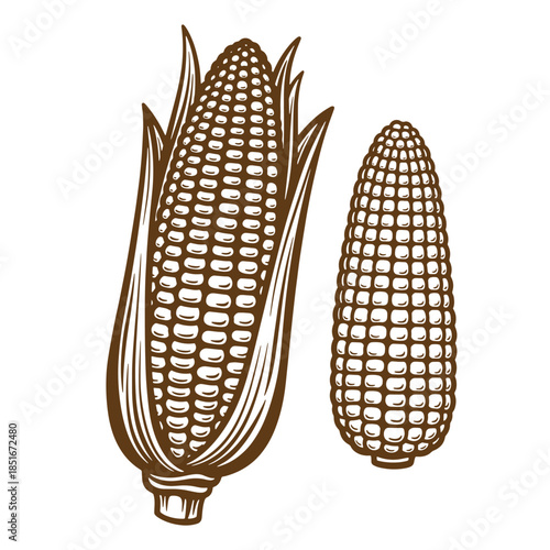 Detailed vintage sketch illustration of two corn cobs isolated on a white background