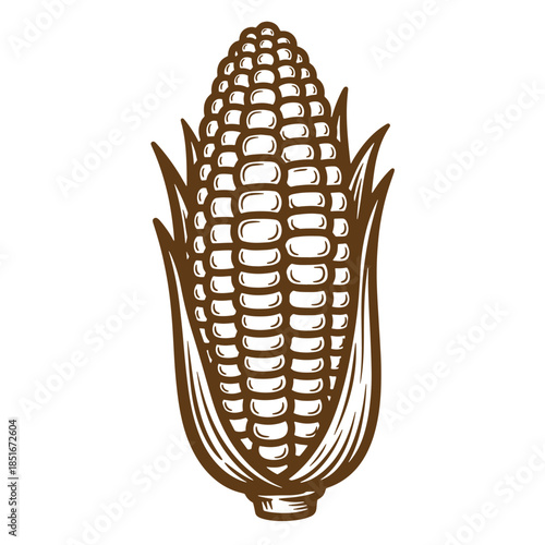Detailed vintage sketch of a single ear of corn isolated on white background