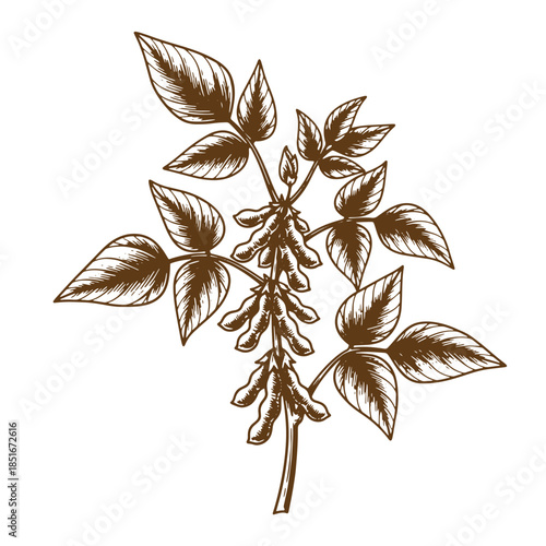 Detailed vintage sketch of a soy plant featuring leaves pods and stalks on a white background