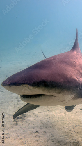 A 9:16 Portrait image of a Bull Shark (Carcharhinus leucas) in Bimini, Bahamas