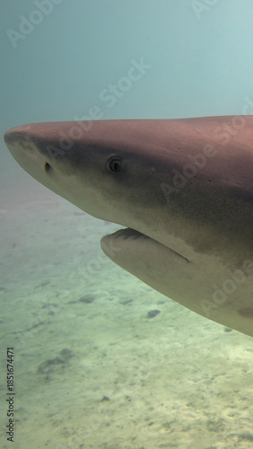 A 9:16 Portrait image of a Bull Shark (Carcharhinus leucas) in Bimini, Bahamas