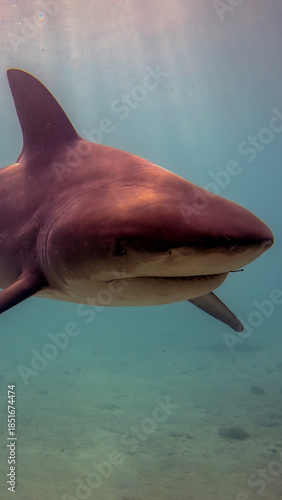 A 9:16 Portrait image of a Bull Shark (Carcharhinus leucas) in Bimini, Bahamas