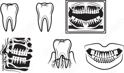 Dental anatomy teeth tooth roots
