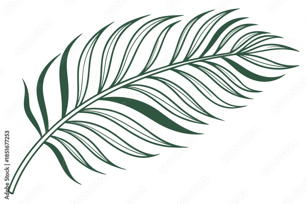 Fototapeta premium Palm Leaf Isolated Clean Vector Art Pure White B (1) Vector Illustration