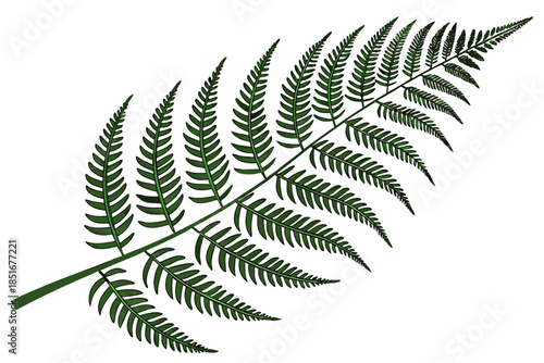Fern Leaf Botanical Illustration  Flat Vector  Pur (2) Vector Illustration
