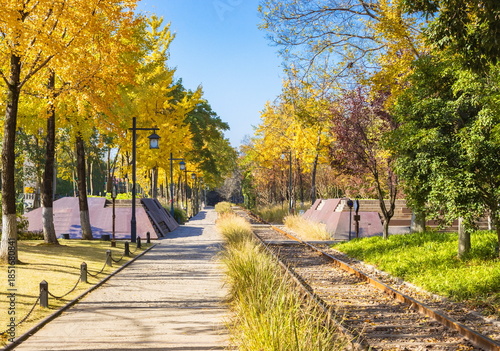 Old railway in the park. Autumn landscape with ginkgo trees. China. Hangzhou.