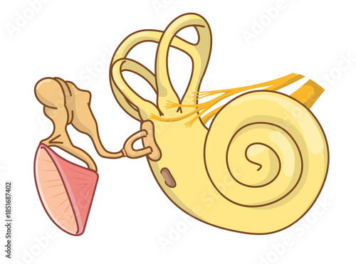 耳の中の構造がわかる断面イラスト