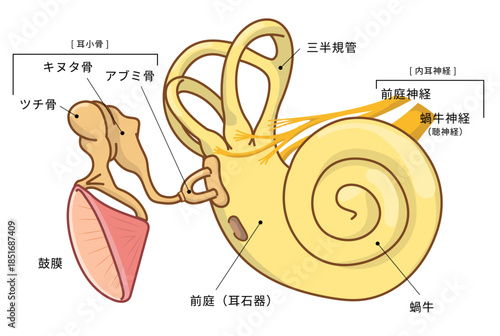 耳の中の構造がわかる断面イラスト