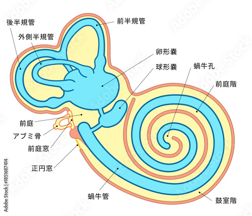 蝸牛の中の構造がわかる断面図イラスト