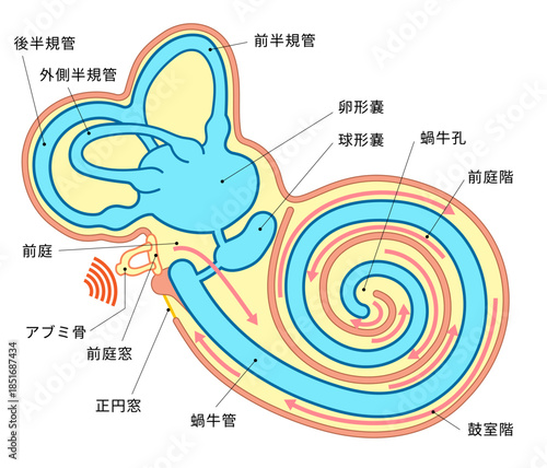 耳の蝸牛の中の構造がわかる断面イラストと音が伝わる仕組みがわかる図説
