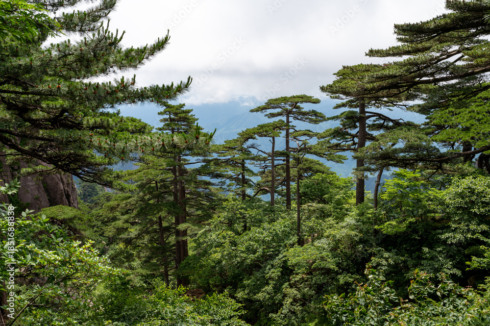 Fototapeta premium Beautiful view on the trail of Mount Huangshan, gorgeous rocks and strange pine in the mountain, in Anhui Province, China.