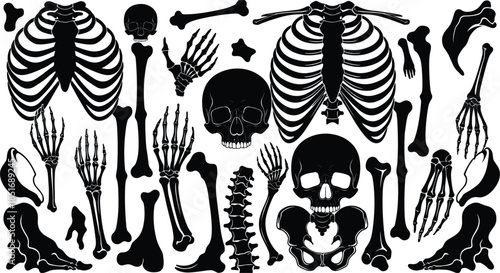 Black Silhouette Collection Of Human Skeleton Bones And Skulls On White Keywords: skeleton, bones, skull, human skeleton