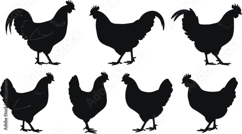 Collection of Black Silhouette Roosters and Hens on White Background chicken bird