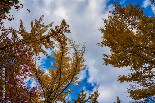 Autumn Leaves at Sapporo Factory on a Sunny Day, Hokkaido, Japan