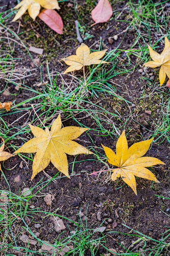 Autumn Leaves at Sapporo Factory on a Sunny Day, Hokkaido, Japan