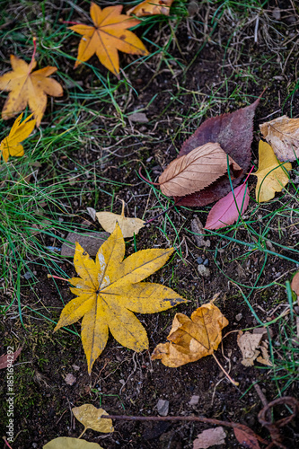 Autumn Leaves at Sapporo Factory on a Sunny Day, Hokkaido, Japan