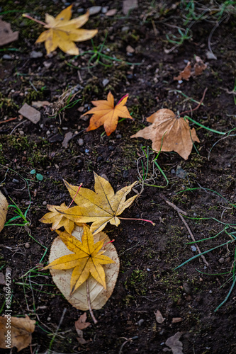 Autumn Leaves at Sapporo Factory on a Sunny Day, Hokkaido, Japan