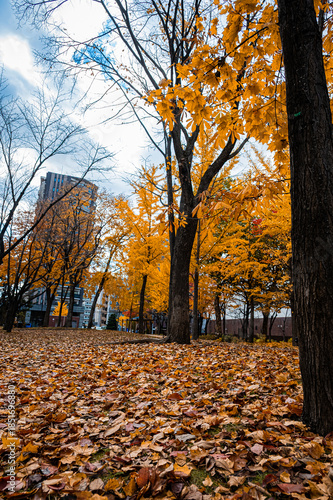 Autumn Leaves at Sapporo Factory on a Sunny Day, Hokkaido, Japan