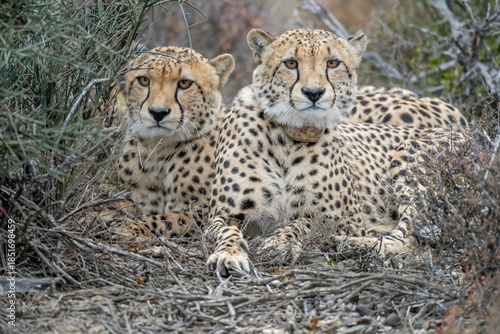 two attentive cheetas on the ground, Sarah Baartman District, Karoo, South Africa