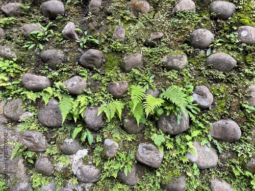 Ancient Fern-Covered Stone Wall: An ancient stone wall in the mountains of Taiwan, with ferns and moss thriving in every crevice, showcasing nature's resilience.