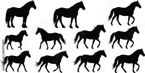 Black horse silhouettes set, collection of stallion silhouettes in different poses like running, walking, jumping and standing isolated on white background, vector