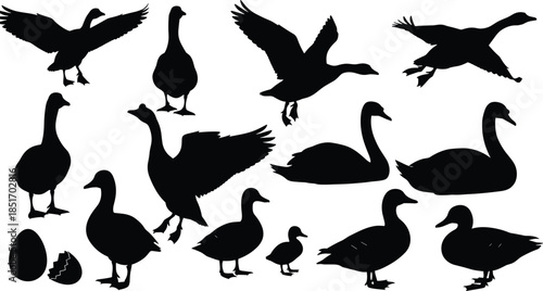 Goose and duck silhouette vector set, wild waterfowl birds flying and standing, swan swimming shapes, poultry farm animal collection, nature wildlife design elements