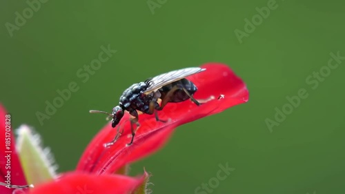 Close-up insect resting on red flower petal with green blurred background; natural imagery use