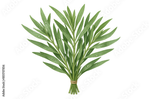 Fresh green tarragon herb bunch with water drops, tied with twine, transparent background, culinary seasoning ingredient