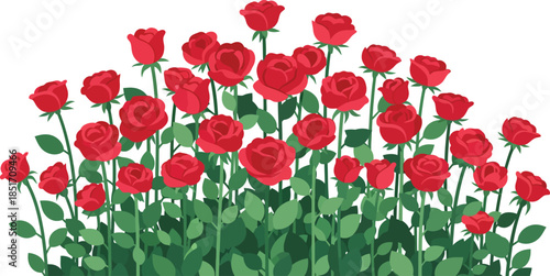 A vibrant red rose bush illustration with green stems and leaves against a white background