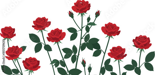 A beautiful illustration of red roses and buds on green stems growing in a row